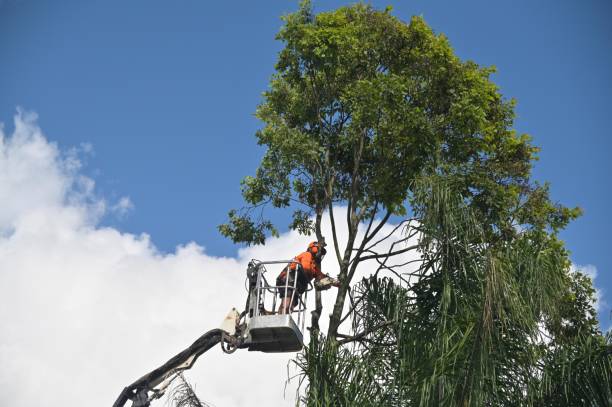 Lake Catherine, IL Tree Services Company